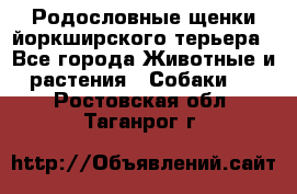 Родословные щенки йоркширского терьера - Все города Животные и растения » Собаки   . Ростовская обл.,Таганрог г.